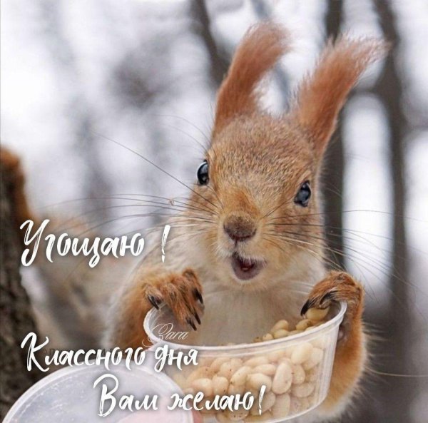 белка зимой