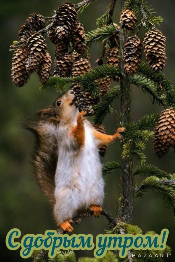 белочки вадим трунов