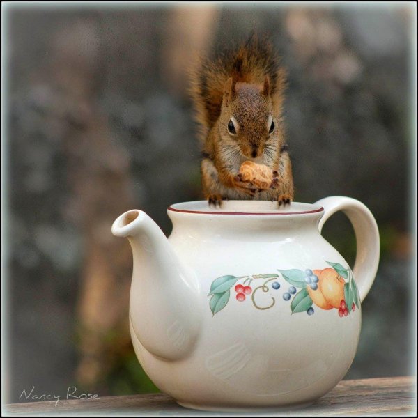 с добрым утром белочка