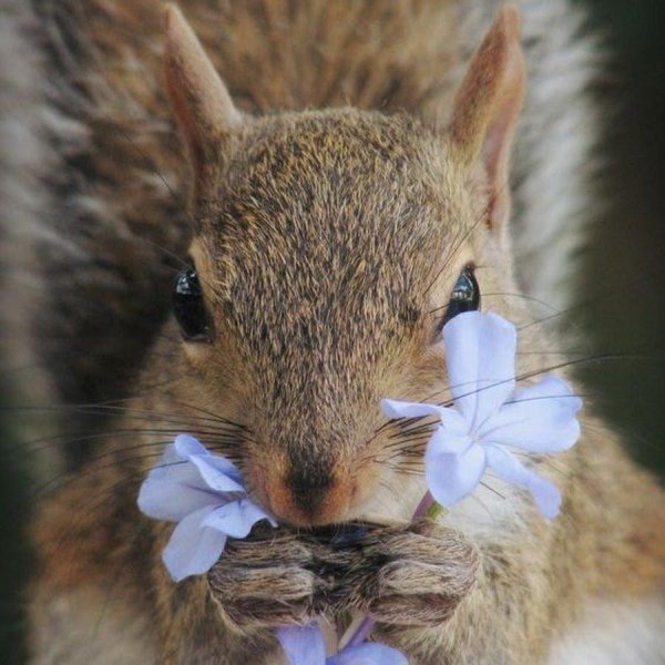 белочка с цветами