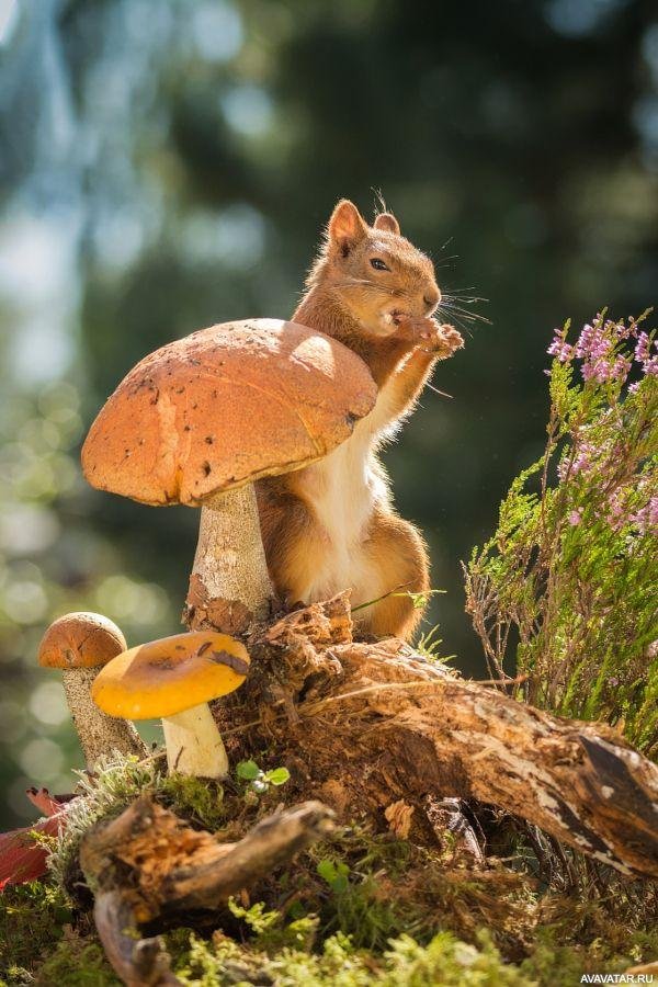 грибы осенью