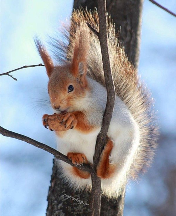 белка алтайская телеутка