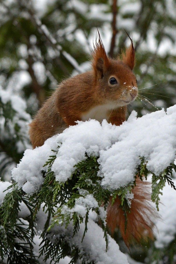 белочка в зимнем лесу