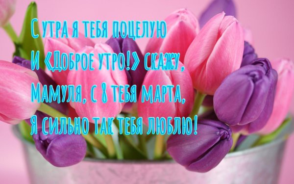 тюльпан пинк