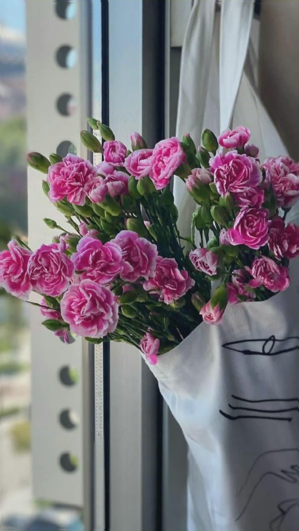 гвоздика розовая