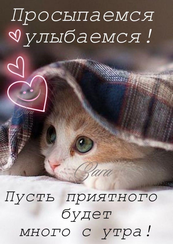 очаровательные котята