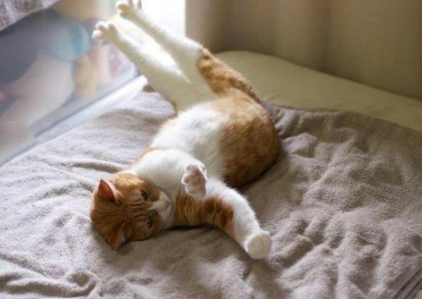 потягивающийся кот