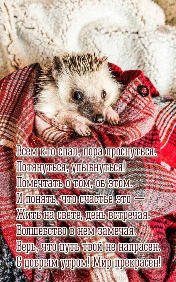 доброго утра ежик