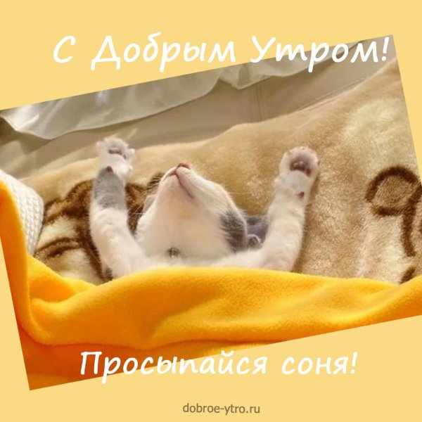 просыпайся соня