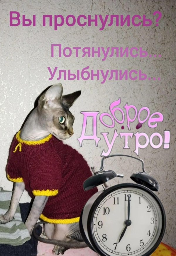 одежда для сфинксов