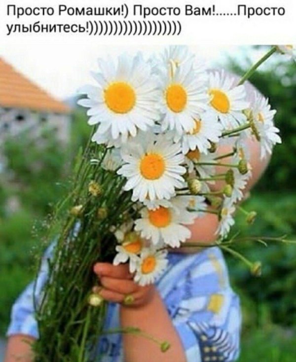 букет ромашек