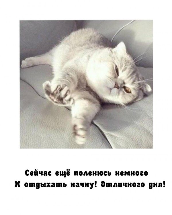 котики милые