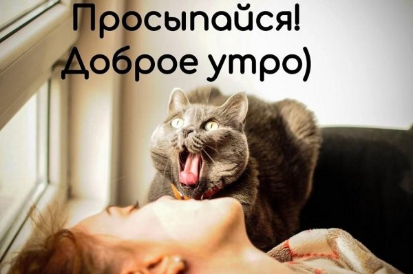 проснулись доброе утро