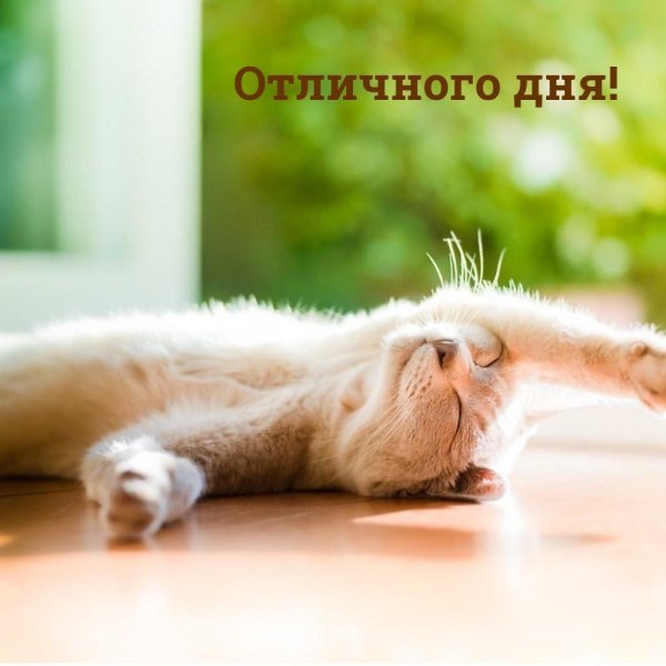 утренние котики