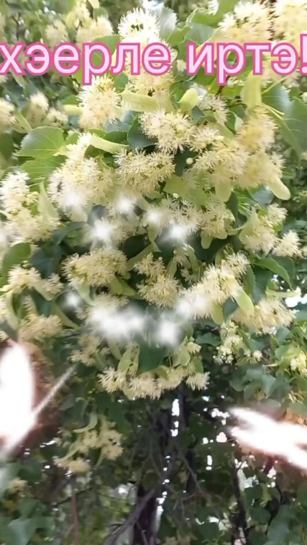 хаерле ирта