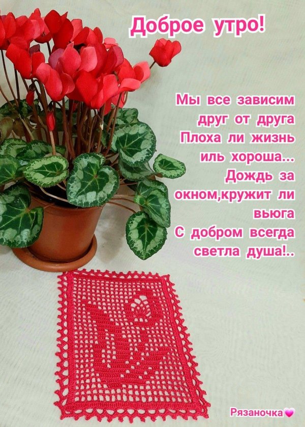 цикламен персидский