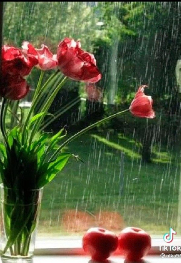 с дождливым летним утром