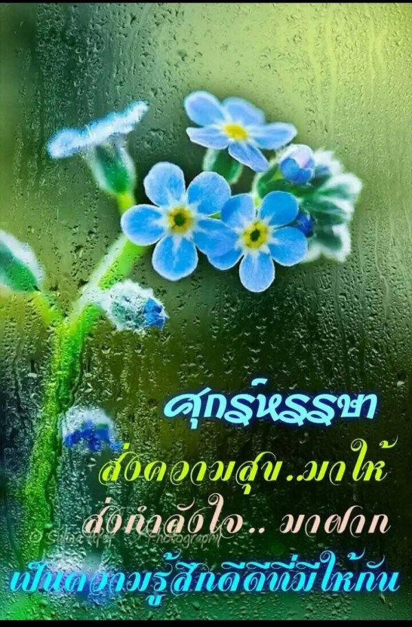 маленькие цветочки