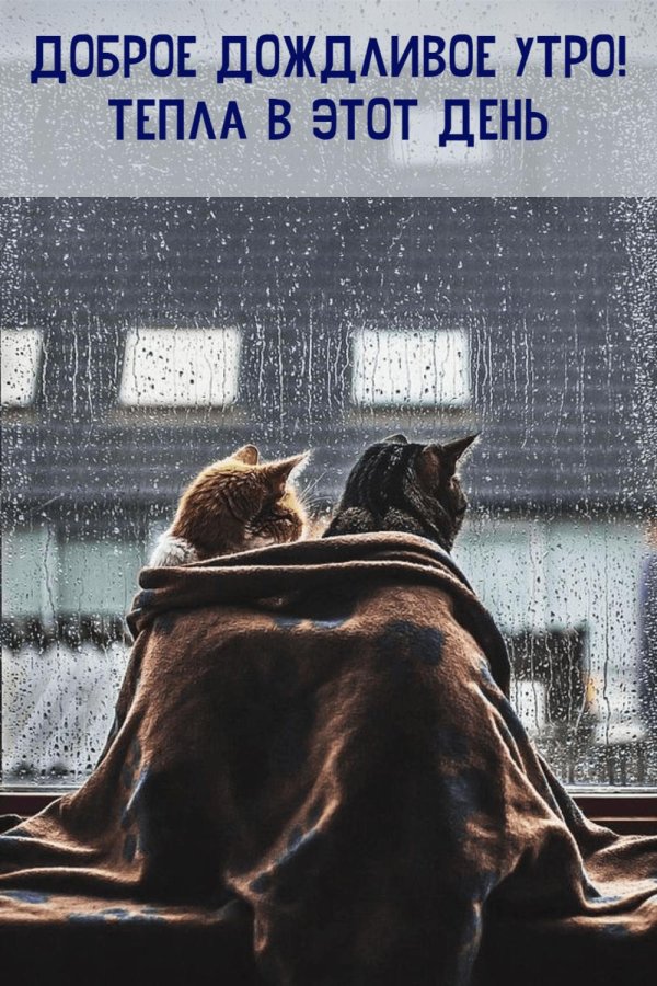 котик под дождем