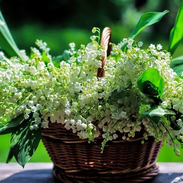 весенний ландыш