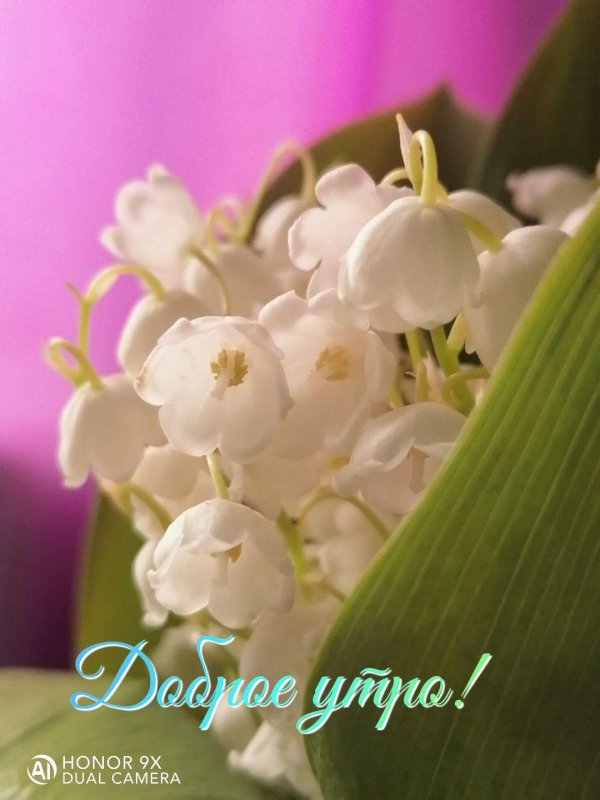 доброе утро ландыши