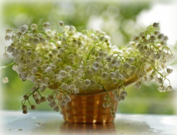 ландыш майский весной