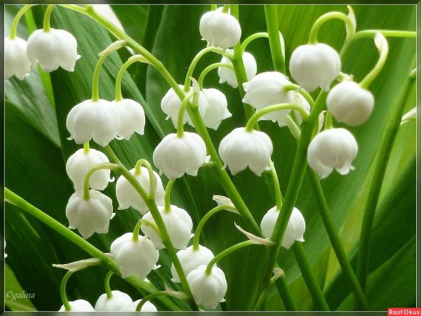 белые ландыши