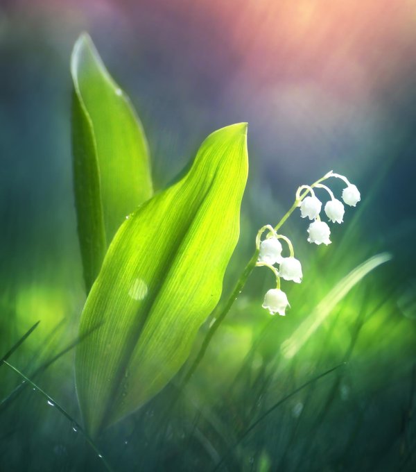 цветок ландыш