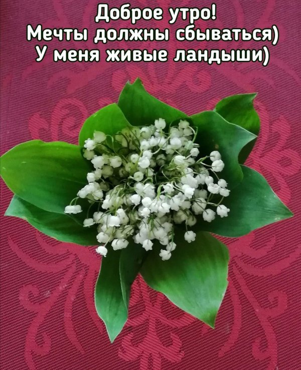 пландыши светлого мая привет