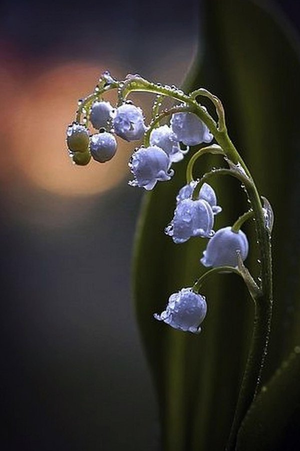 ландыш майский голубой