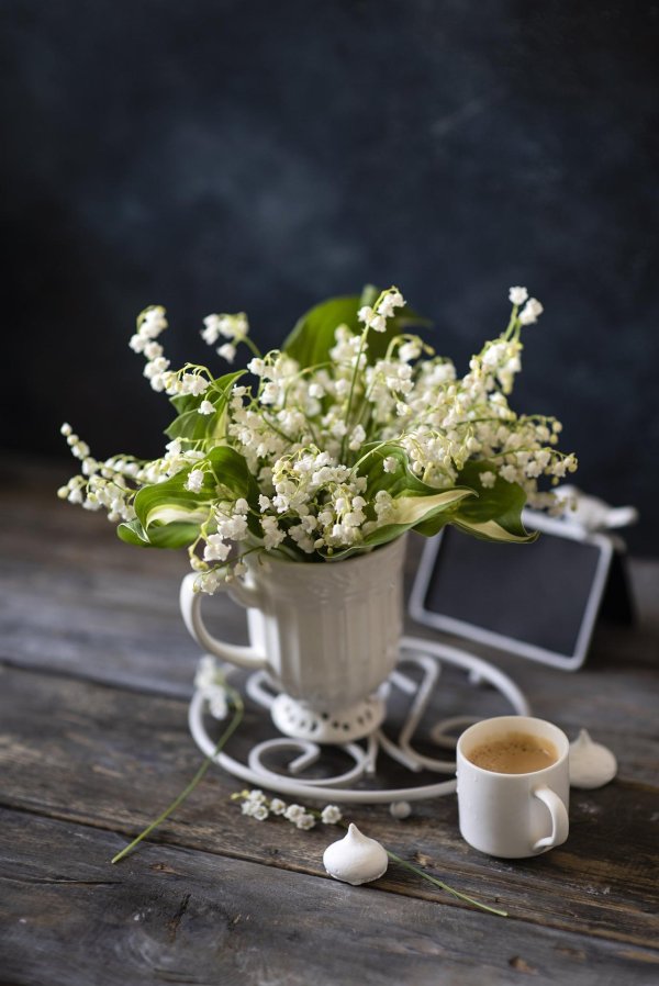 цветы в чашке