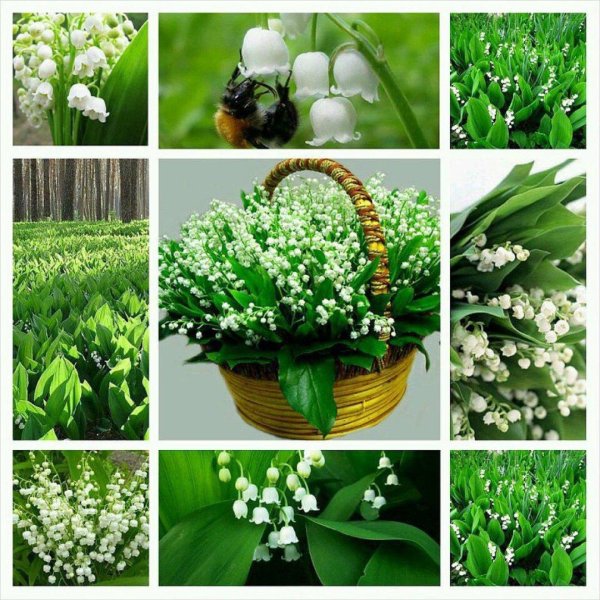 весенние цветы