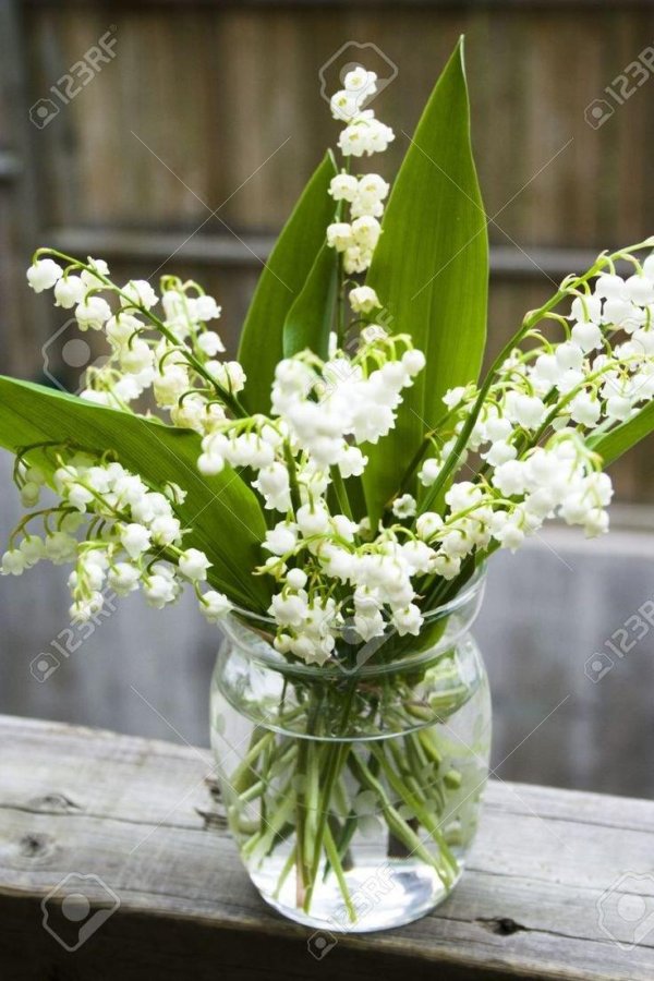 цветок ландыш