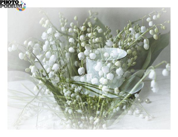 весенний ландыш