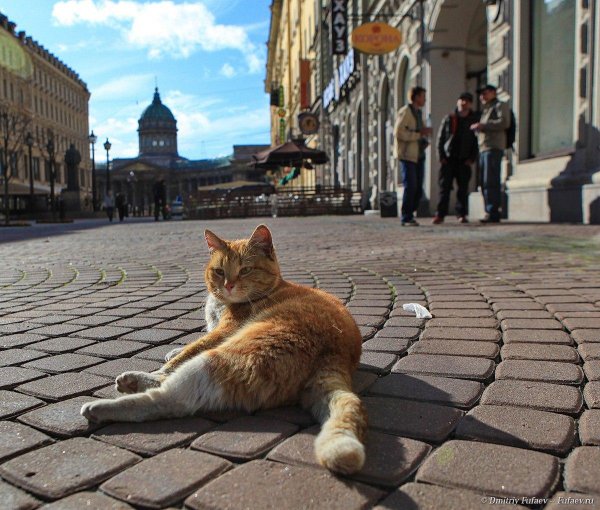 коты питера