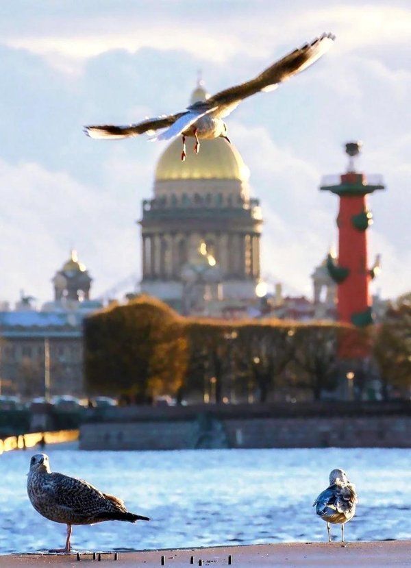 чайка санктпетербург