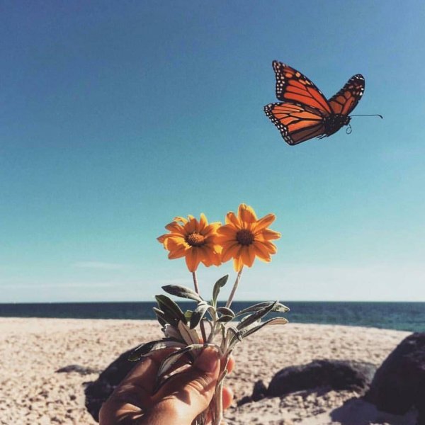 бабочка монарх