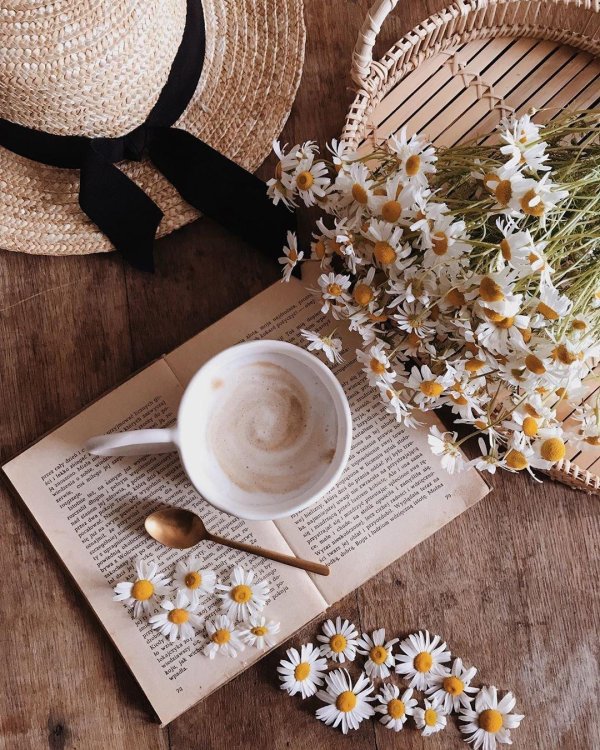 доброго утра ромашки