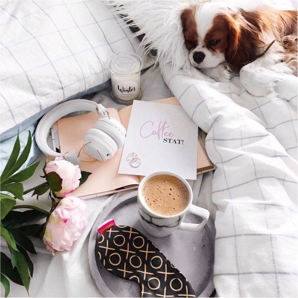 кинг чарльз спаниель