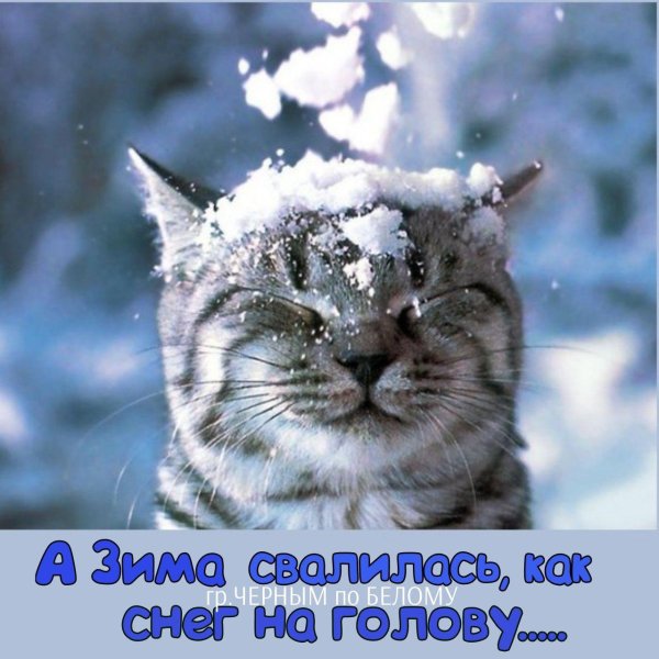 снежные коты