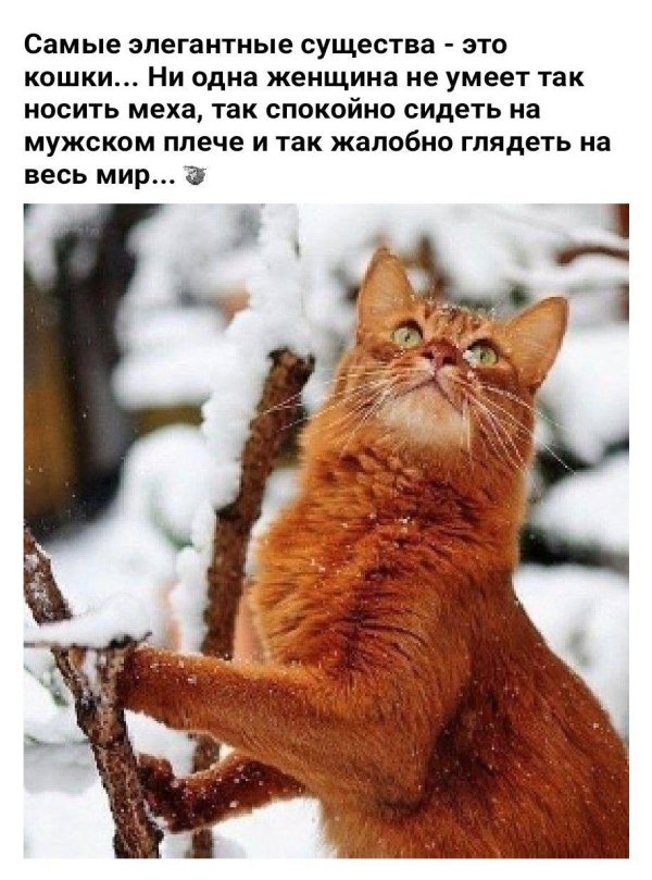 рыжие коты