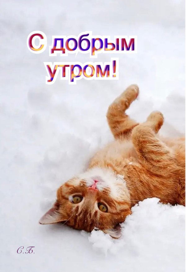 котики с добрым утром