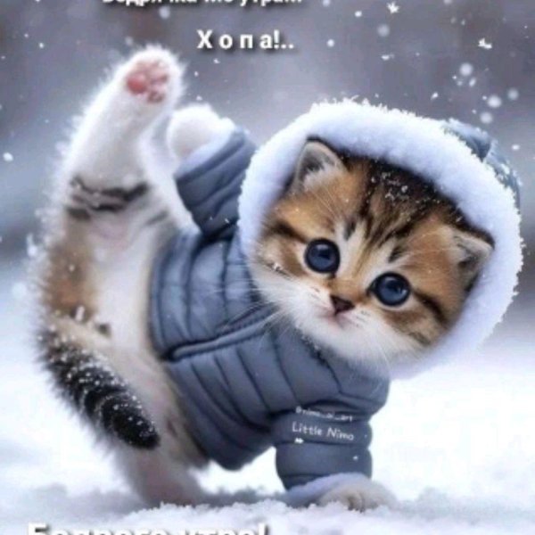 очаровательные котята