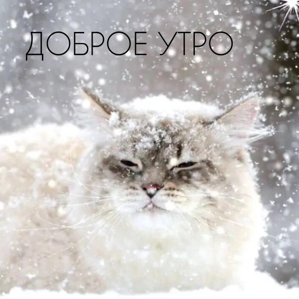 снежные коты