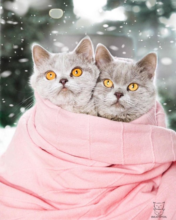 милые кошки