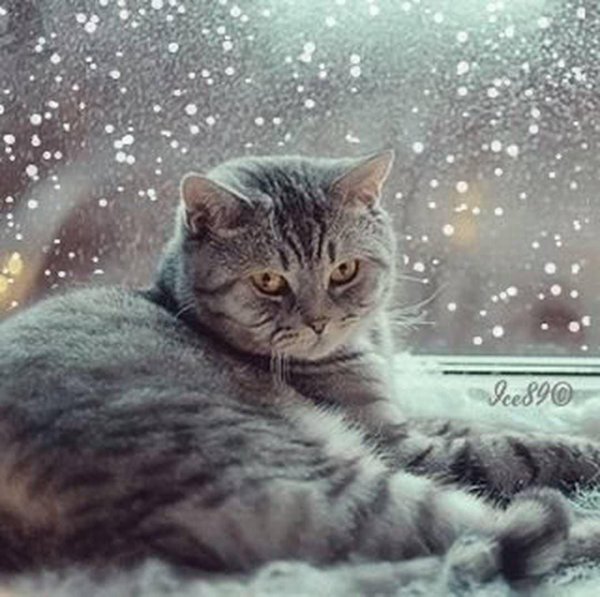 кошка на зимнем окне