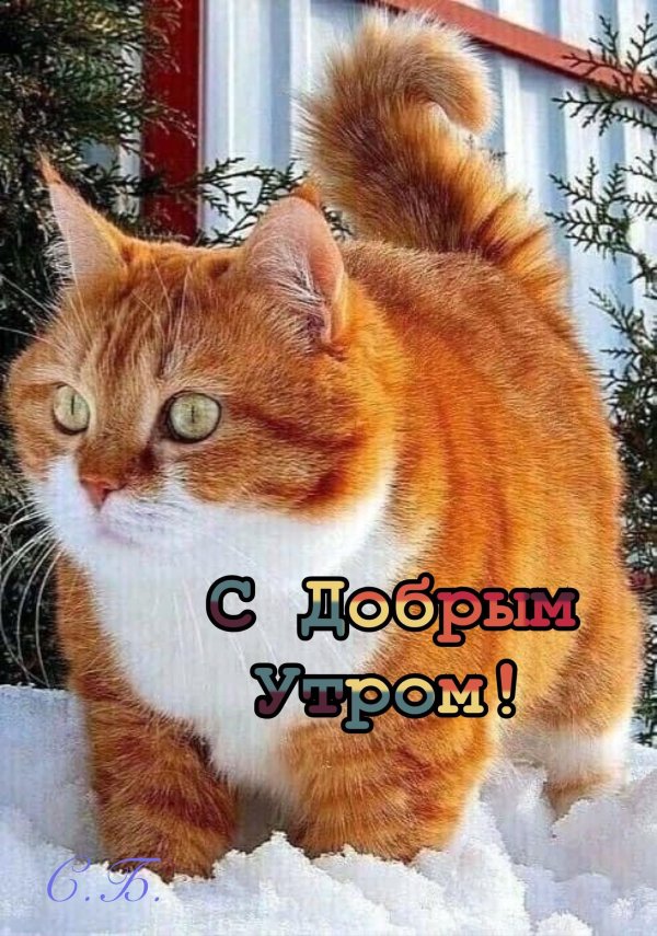 кошка рыжая