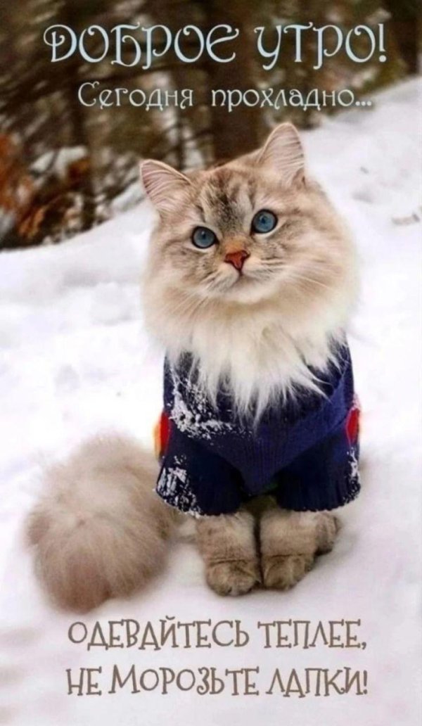 открытки с добрым утром зимние красивые необычные