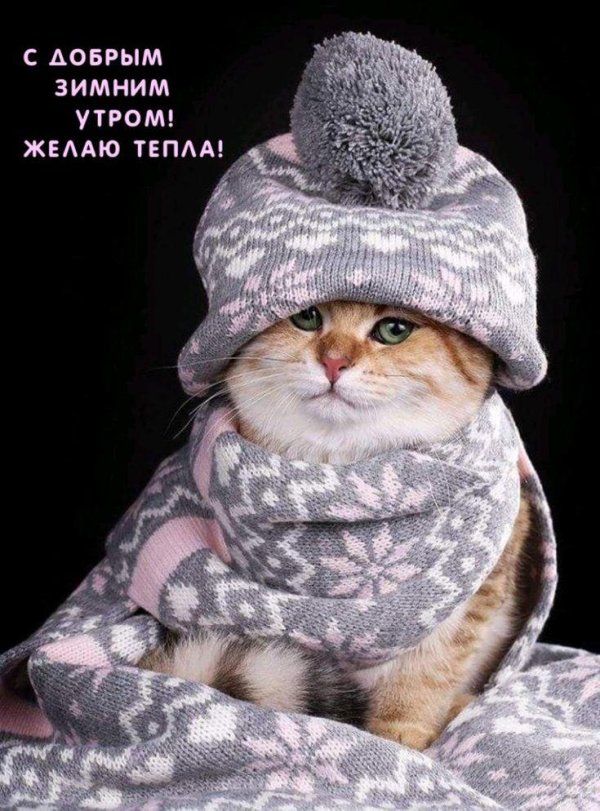 котик в шапке