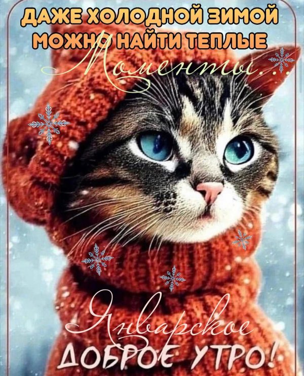 милые котики в шапках